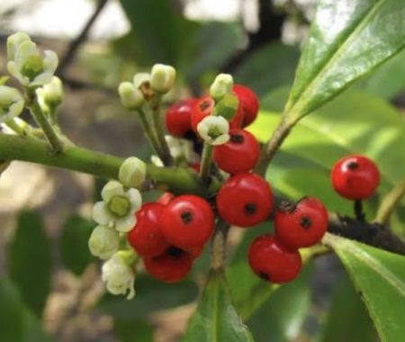 Yerba mate plant branch with red berries, white blossoms, and glossy green leaves at SereniTea Boutique