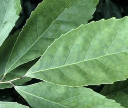 Fresh green yerba mate leaves with serrated edges growing on the plant at SereniTea Boutique